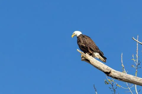 Bald Eagle Perched Against Clear Blue Sky Fotos de archivo