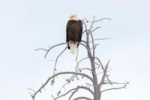 Bald Eagle Perched along the Yellowstone River 스톡 사진
