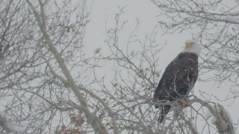 Bald eagle perched among bare branches in cold snowy landscape Stock Footage 288892230