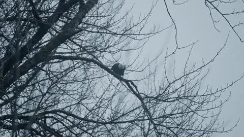 Bald Eagle Perched Among Bare Winter Branches Under Overcast Sky Stock Footage 315090875