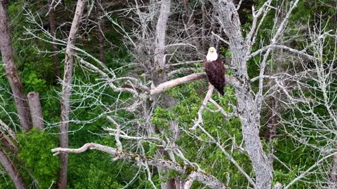 Bald Eagle Perched Among Bare Forest Branches Stock Footage 345295983