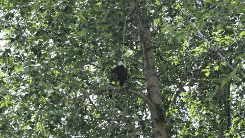 Bald Eagle Perched Among Dense Green Foliage on a Forest Branch Stock Footage 345007073