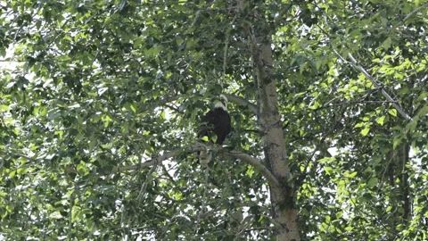 Bald Eagle Perched Among Dense Green Foliage on a Forest Branch near Grande Stock Footage 345007176