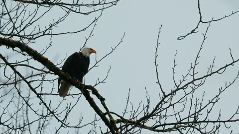 Bald Eagle Perched Among Leafless Tree Branches in Winter Stock Footage 315090932