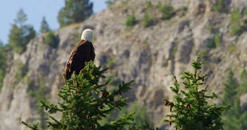 Bald Eagle perched atop a Pine tree Vidéo 171593784