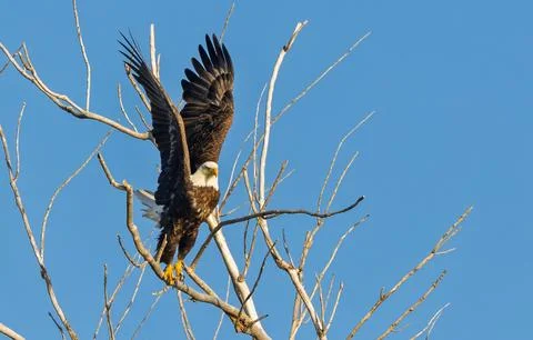 Bald Eagle Perched on Bare Branch Fotos de archivo