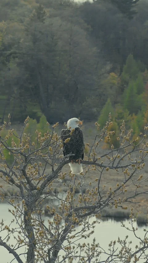 Bald eagle perched on bare budding tree overlooking calm river with colorful Stock Footage 336761671