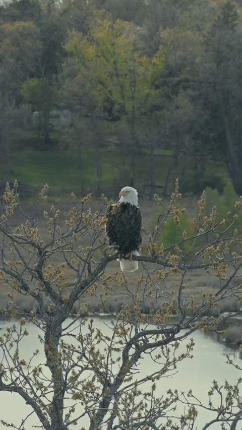 Bald eagle perched on bare budding tree branch beside calm river with forested Stock Footage 336761951