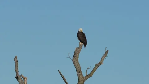 Bald eagle perched on a bare tree against clear blue sky, capturing a powerful Stock Footage 332803544