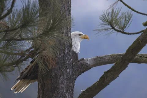 Bald eagle perched behind tree trunk. Stock Photos