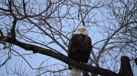 Bald Eagle, perched on branch flaps wings Video stock 34240418