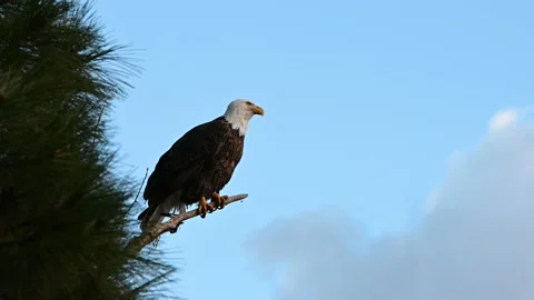 Bald Eagle perched on a branch Stock Footage 147960123