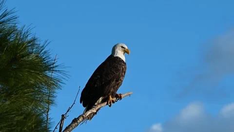 Bald Eagle perched on a branch Stock Footage 147960222