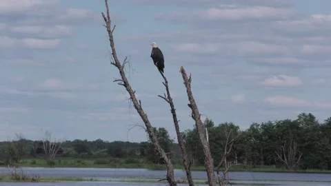 Bald Eagle Perched on Branch Stock Footage 230019283