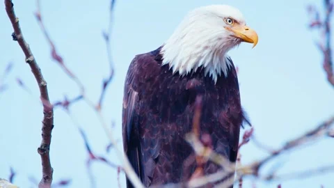 Bald Eagle Perched on Branch Stock Footage 310212734