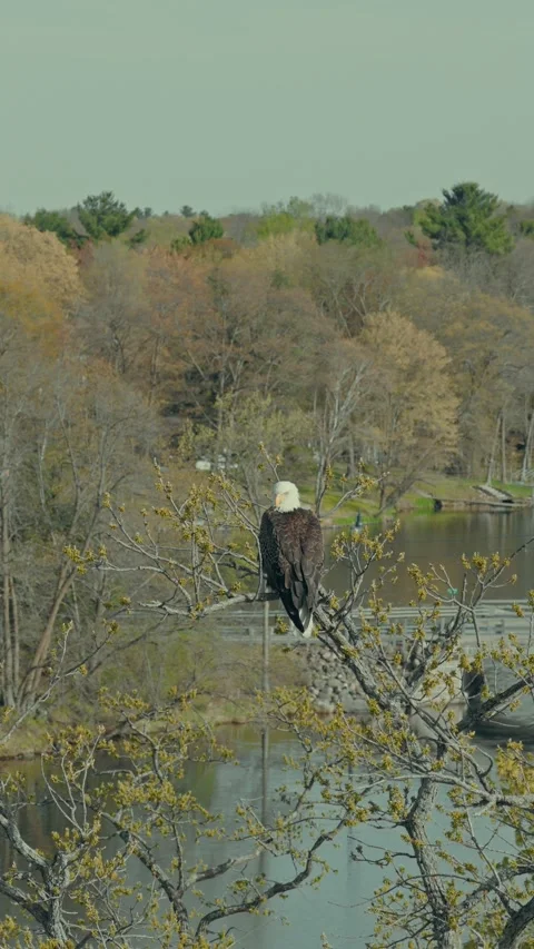 Bald Eagle Perched on Branch Near Lake and Stone Dam in Wisconsin Spring Stock Footage 336762345