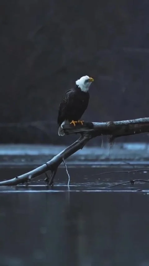 Bald eagle perched on a branch over a quiet river Stock Footage 341652615