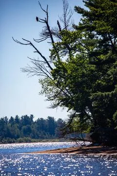 Bald eagle perched on a branch overlooking the Rainbow Flowage in northern Wi Stock Photos