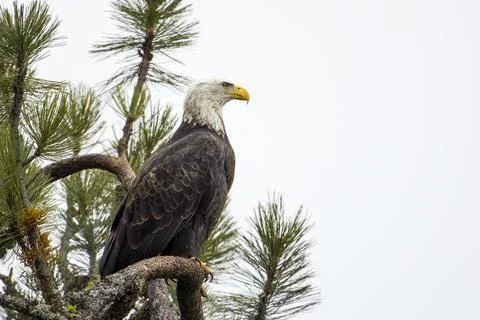 Bald eagle perched on branch. Stock Photos