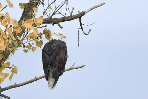 Bald eagle perched on a branch. Stock Photos