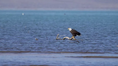 Bald Eagle perched on branch in the shallow of Utah Lake Stock Footage 327627412