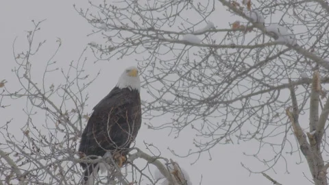 Bald eagle perched on branch in snowy cold environment capturing nature's beauty Stock Footage 288896108