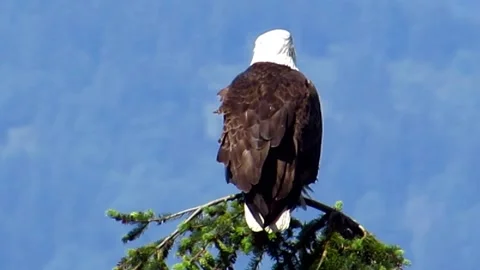 Bald Eagle Perched on a Branch, Then Taking Off Stock Footage 280596521