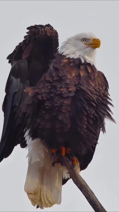 Bald eagle perched on branch with wings spread at sunset Vídeos de archivo 335085224