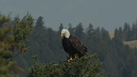 Bald eagle perched on conifer on hot summer day, 4k Stock Footage 280926961