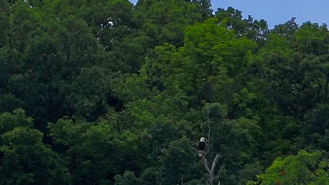Bald Eagle Perched In A Dead Tree Over Looking Lake 動画素材 115588993