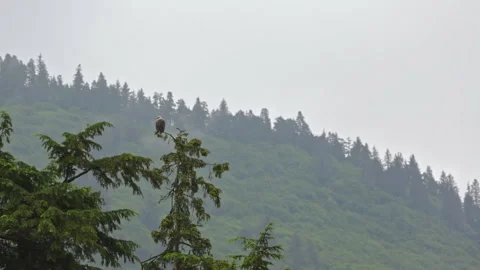 Bald Eagle Perched on Evergreen Tree in Misty Alaska Hillside Stock Footage 346010109