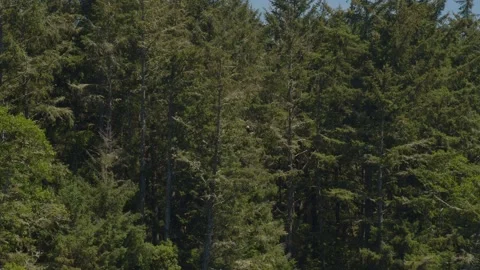 Bald eagle perched in a forest of trees Stock Footage 262794594