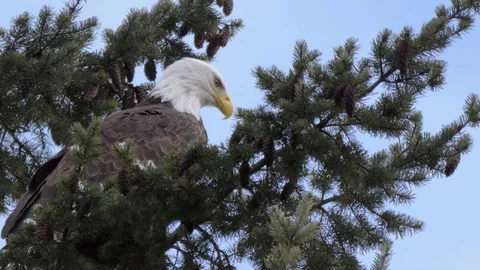Bald Eagle perched high on pine tree with blue sky Vídeo Stock 102794971