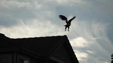 Bald Eagle perched on house top flies away Stock Footage 87966031