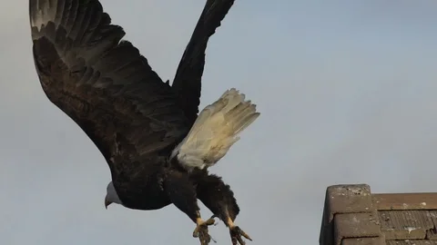 Bald Eagle perched on house top flies away Stock Footage 87966043