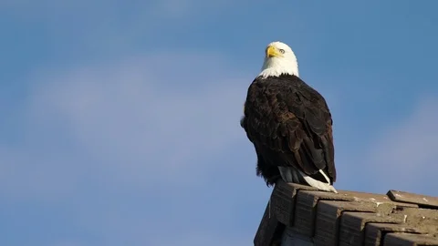 Bald Eagle perched on house top Stock Footage 87966044