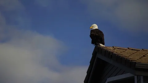 Bald Eagle perched on house top Stock Footage 87966120