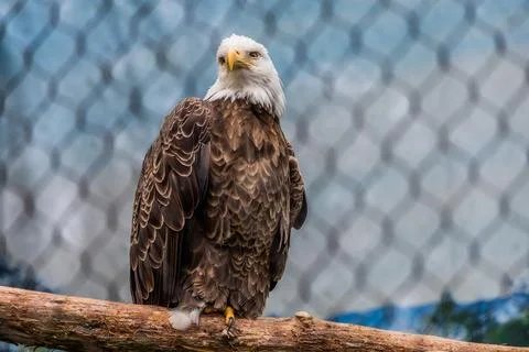 Bald Eagle Perched Inside Wildlife Enclosure Stock Photos