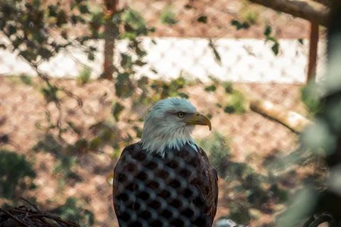 Bald eagle perched in its enclosure at the zoo Stock Photos