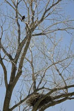 Bald Eagle Perched on Leafless Tree with Nest with bald eagle and eaglet in.. Fotos de archivo