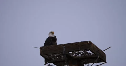 Bald eagle perched on a lookout in Gilbert Arizona Riparian Preserve. Vidéo 304665361