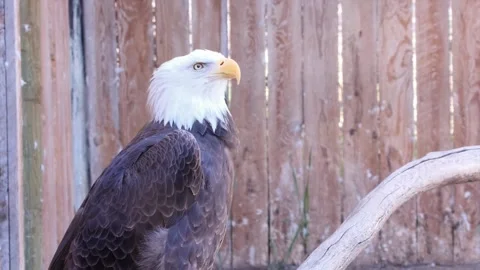Bald Eagle perched majestically on dry branch with wood fence behind Stock Footage 153671048