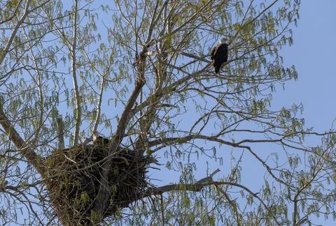 Bald Eagle Perched Near Nest in Tree with another bald eagle in the nest Fotos de archivo