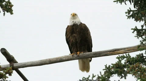 Bald Eagle perched P HD 1389 Stock Footage 811142