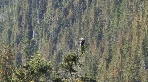 Bald Eagle Perched on a pine tree in Alaska Stock Footage 44545587