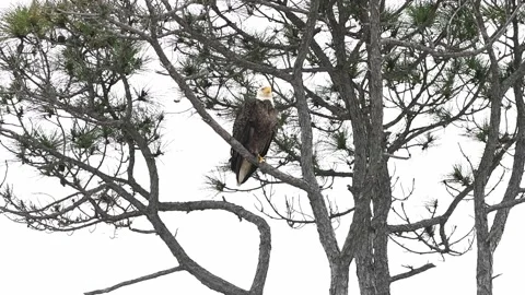 Bald Eagle perched in a pine tree in Florida Stock Footage 151177340
