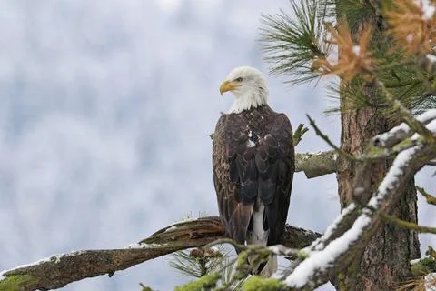 Bald eagle perched in pine tree. Stock Photos