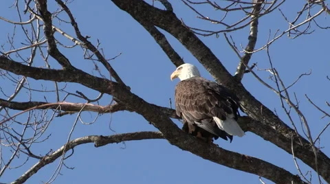 Bald Eagle Perched Poops and Streches Wing and Leg Stock Footage 47747108