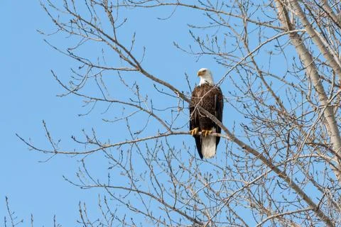 Bald Eagle perched in poplar tree in springtime and watching around Stock Photos