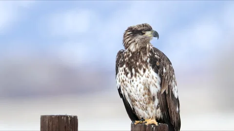 Bald Eagle perched on a post Stock Footage 198275998